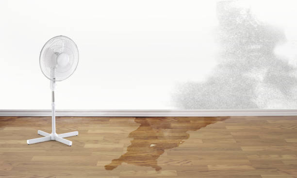 Best Professional water damage repair  in Blaine, TN