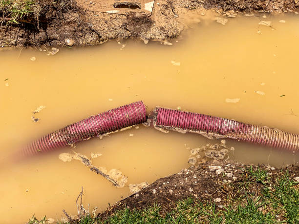 Best Basement water damage restoration  in Blaine, TN